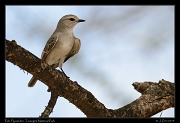  Pale Flycatcher, Tarangire National Park � J. Zinn