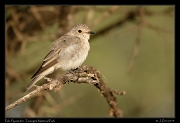  Pale Flycatcher, Tarangire National Park � J. Zinn