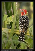  Red-and-Yellow Barbet, Tarangire National Park � J. Zinn