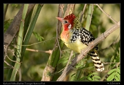  Red-and-Yellow Barbet, Tarangire National Park � J. Zinn