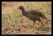  Red-necked Spurfowl, Tarangire National Park � J. Zinn
