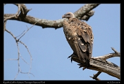  Rupell's Griffon Vulture, Tarangire National Park � J. Zinn