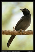  Slate-colored Boubou, Tarangire National Park � J. Zinn