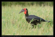  Southern Ground Hornbill, Tarangire National Park � J. Zinn