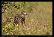  Spotted Thicknee, Tarangire National Park � J. Zinn