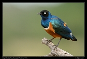  Superb Starling, Tarangire National Park � J. Zinn