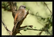  Swahili Sparrow, Tarangire National Park � J. Zinn