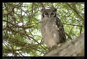  Verreaux's Eagle Owl, Tarangire National Park � J. Zinn