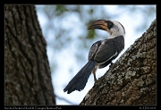  Von der Decken's Hornbill, Tarangire National Park � J. Zinn