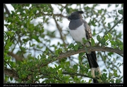  White-bellied Go-Away Bird, Tarangire National Park � J. Zinn