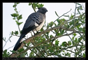  White-bellied Go-Away Bird, Tarangire National Park � J. Zinn