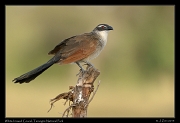  White-browed Coucal, Tarangire National Park � J. Zinn