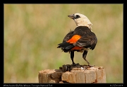  White-headed Buffalo-Weaver, Tarangire National Park � J. Zinn