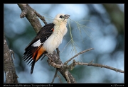  White-headed Buffalo-Weaver, Tarangire National Park � J. Zinn