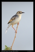  Winding Cisticola, Tarangire National Park � J. Zinn