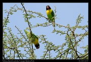  Yellow-colored Lovebirds, Tarangire National Park � J. Zinn