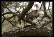  Yellow-necked Spurfowl, Tarangire National Park � J. Zinn