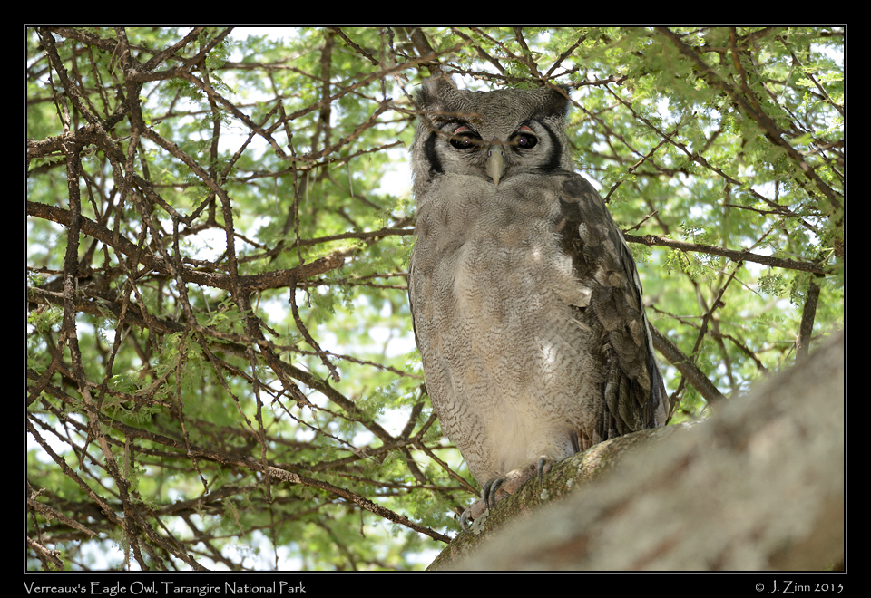 verreux_eagle_owl_6332a