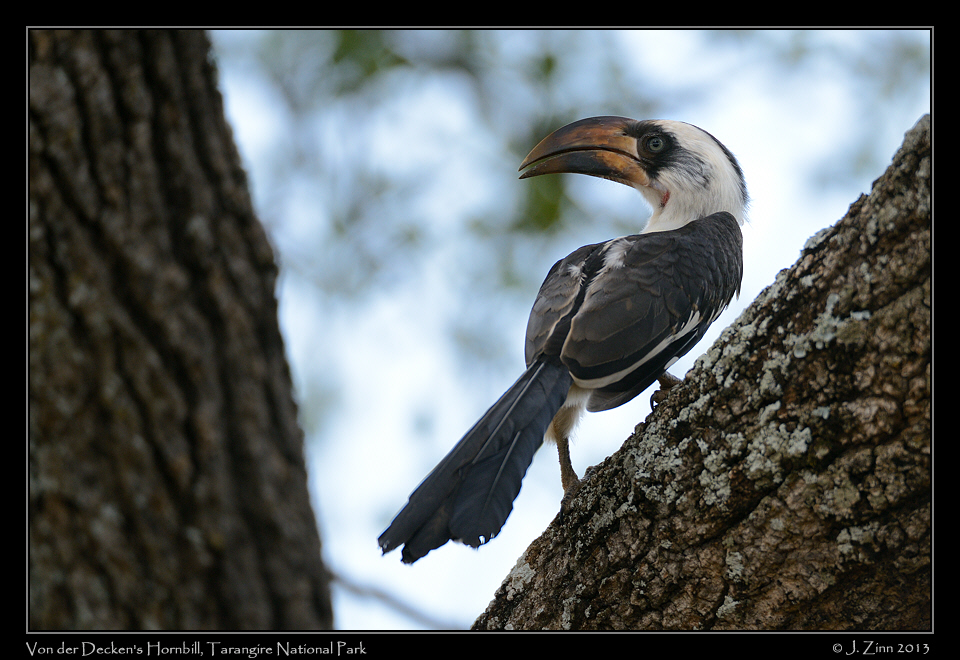 von_der_decken_hornbill_5861a