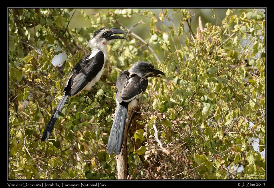 von_der_decken_hornbill_5872a