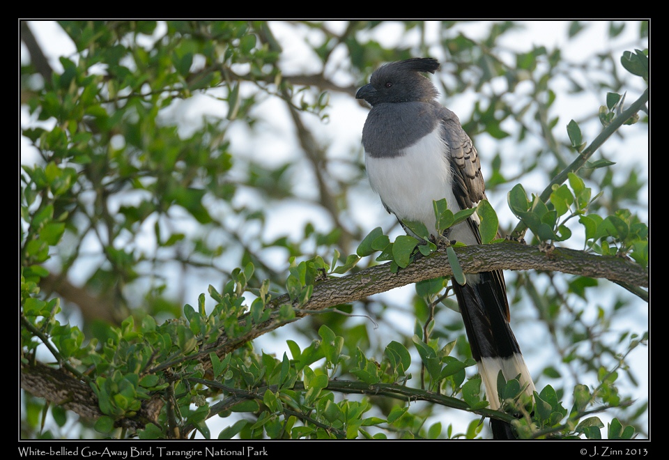 white_bellied_go_away_bird_6581a