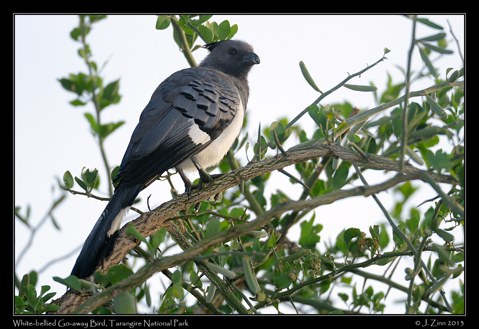 white_bellied_go_away_bird_6587a