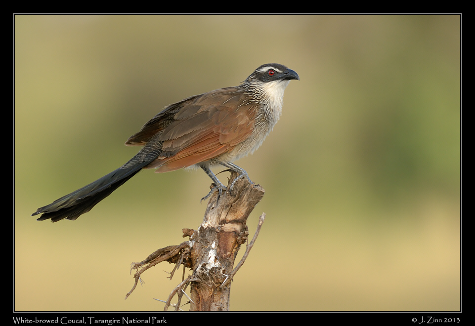white_browed_coucal_5978a