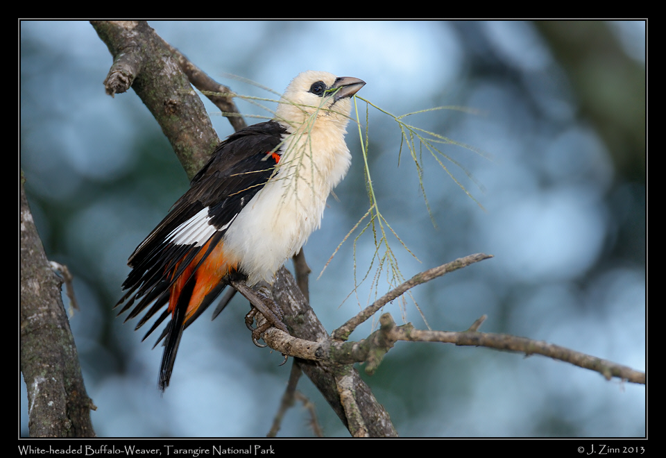 white_headed_buffalo_weaver_6554a
