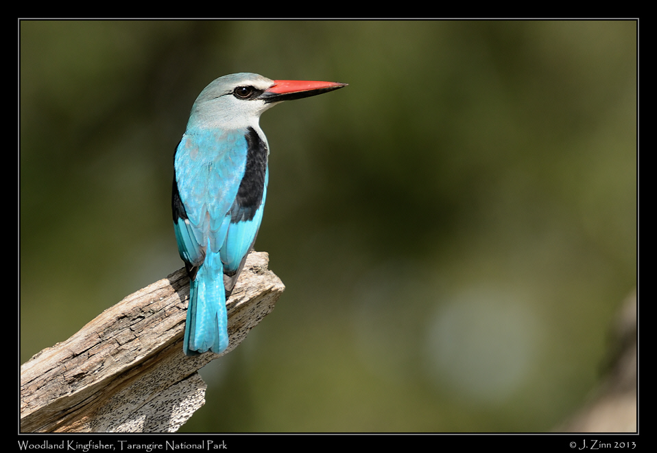 woodland_kingfisher_6146a