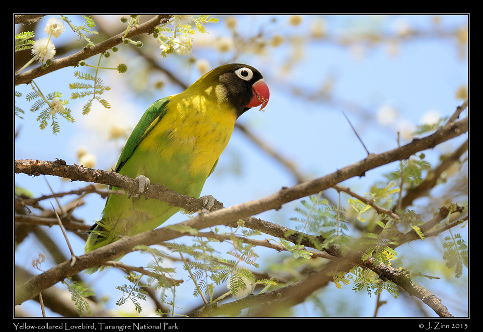 yellow_collared_lovebird_5786b