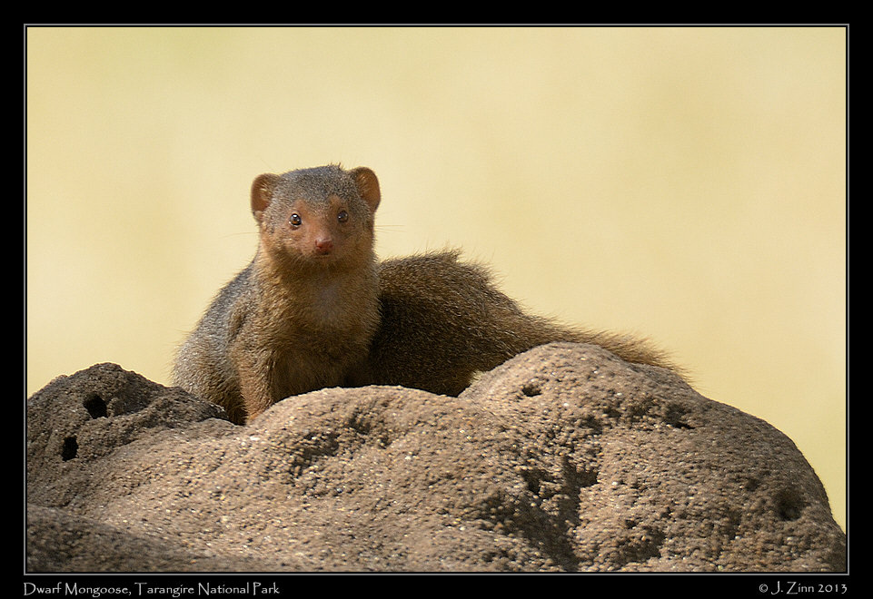 dwarf_mongoose_6680a