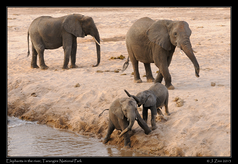 elephants_tarangire_0751b