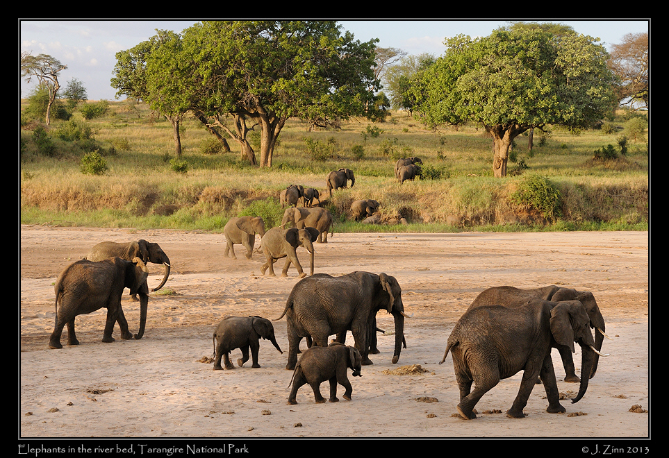 elephants_tarangire_0753a