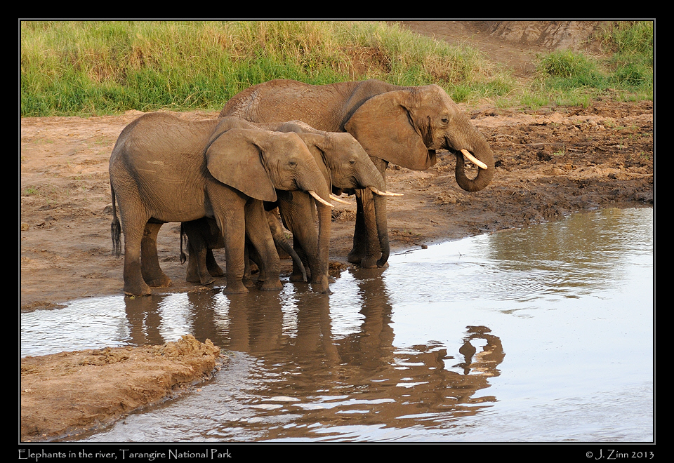 elephants_tarangire_0777a