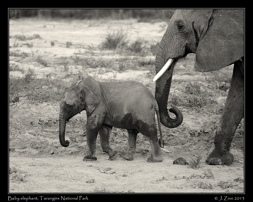 elephants_tarangire_0796b