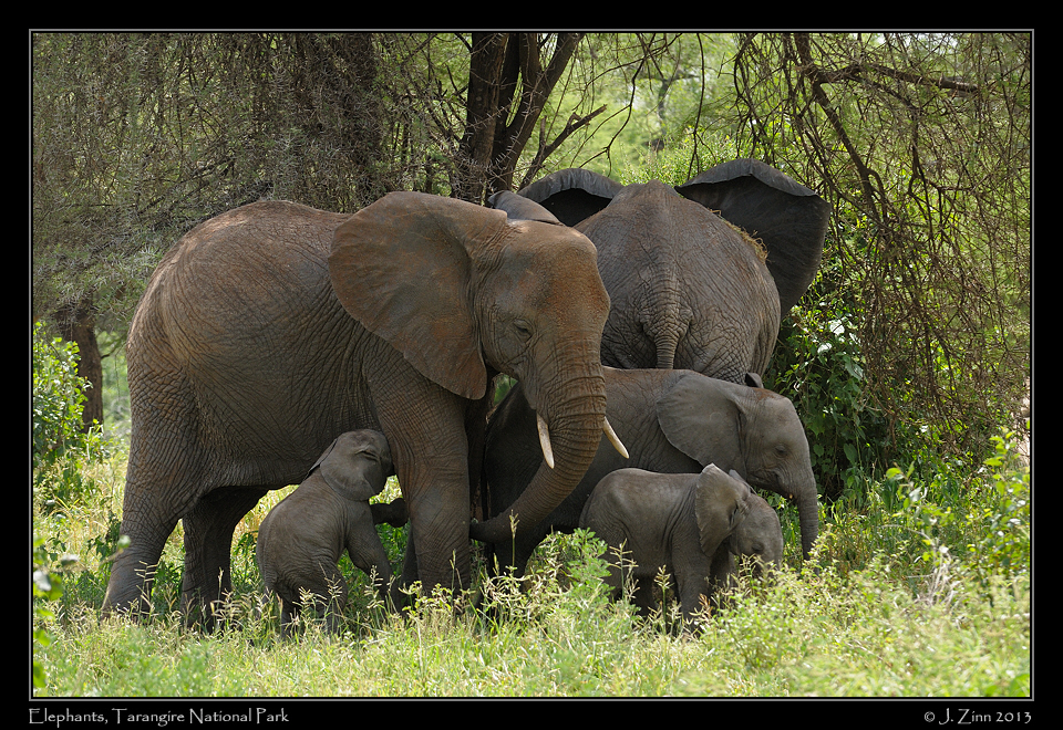 elephants_tarangire_0870a