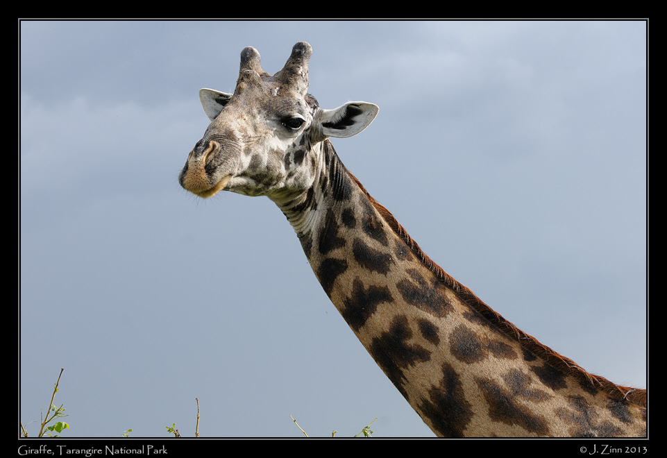 giraffe_0951a