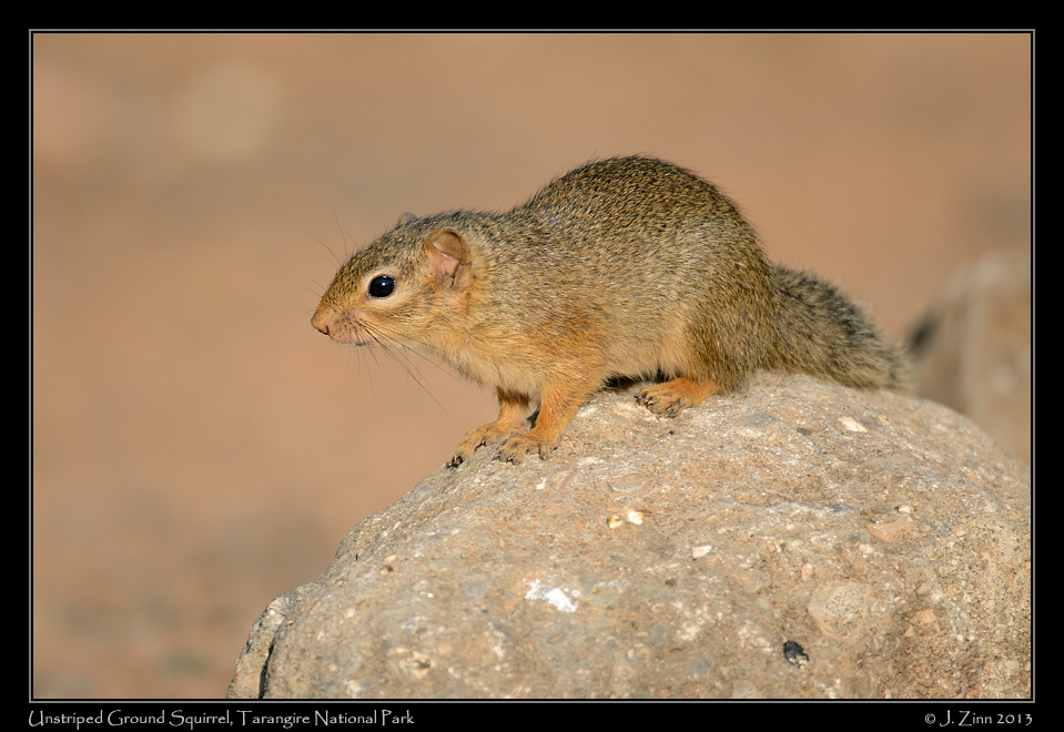 ground_squirrel_6064a