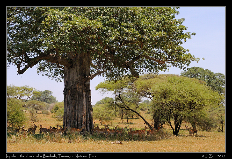 impala_0706a