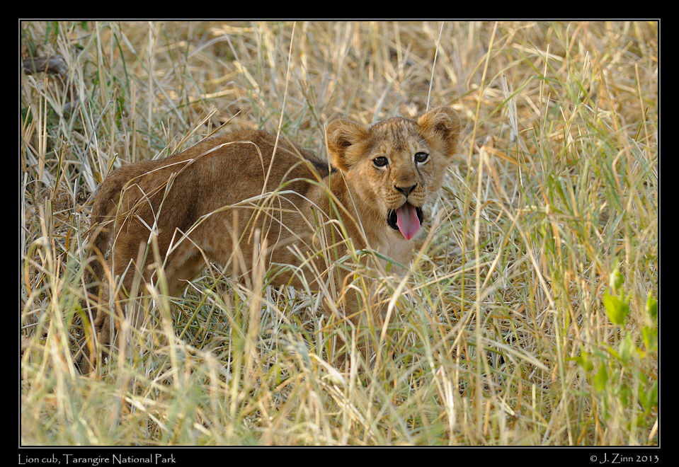 lion_cubs_0988a