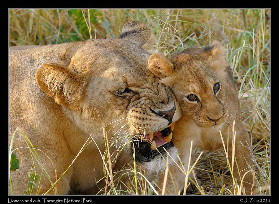 lion_cubs_1017b