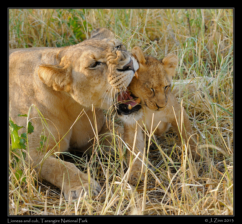 lion_cubs_1019b