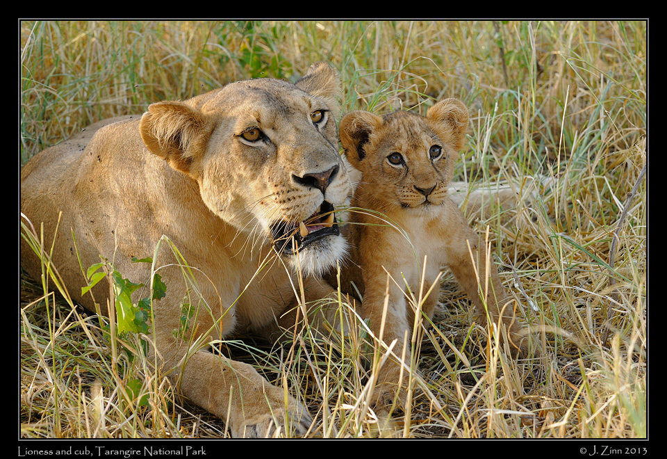 lion_cubs_1025a
