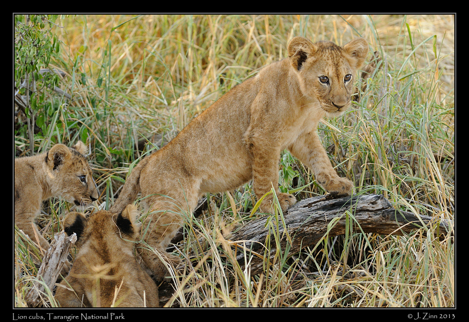 lion_cubs_1051a
