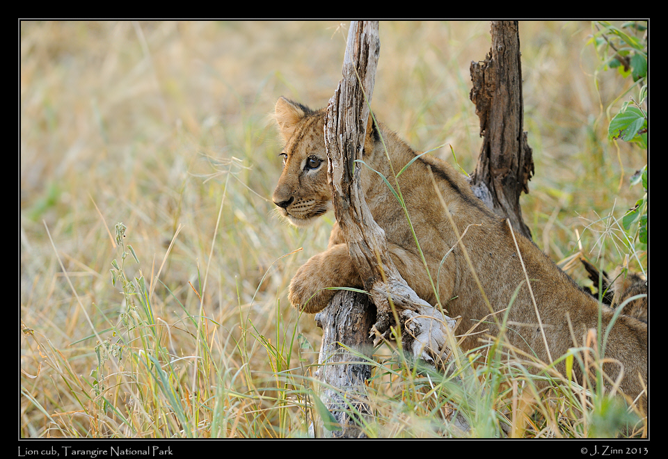lion_cubs_1073a
