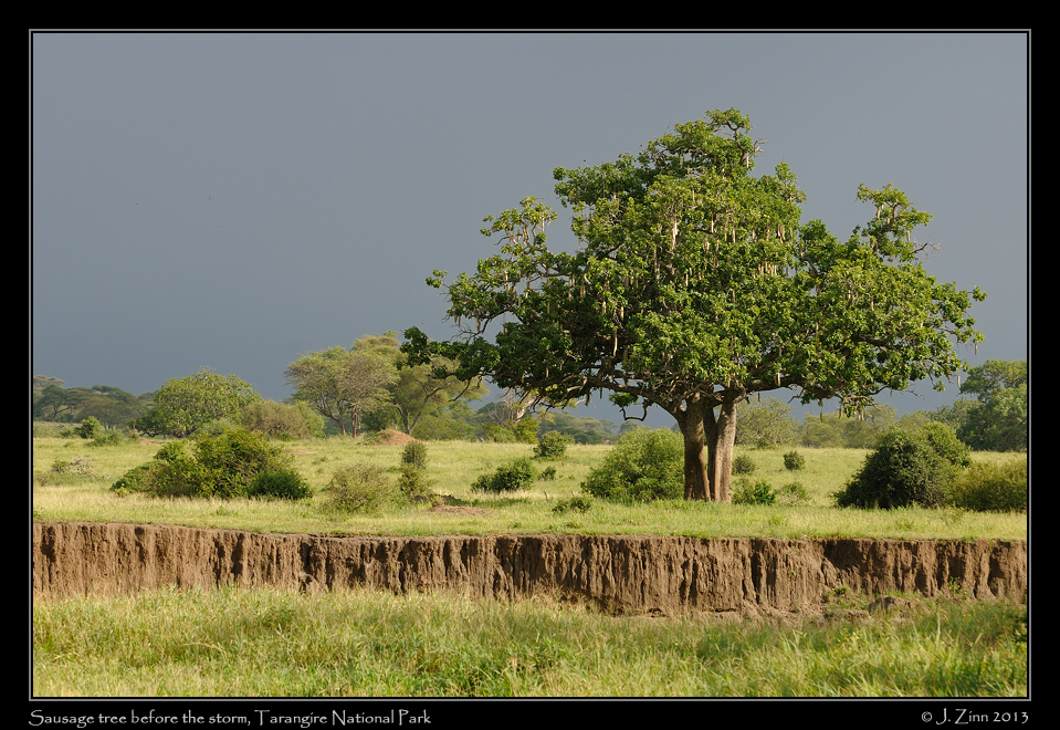 sausage_tree_0948a