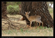  Dik-dik, Tarangire National Park � J. Zinn