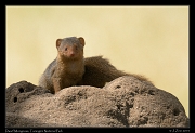  Dwarf Mongoose, Tarangire National Park � J. Zinn