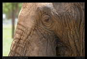 Elephant eye, Tarangire National Park � J. Zinn