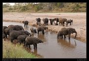  Elephants in the Tarangire River, Tarangire National Park � J. Zinn